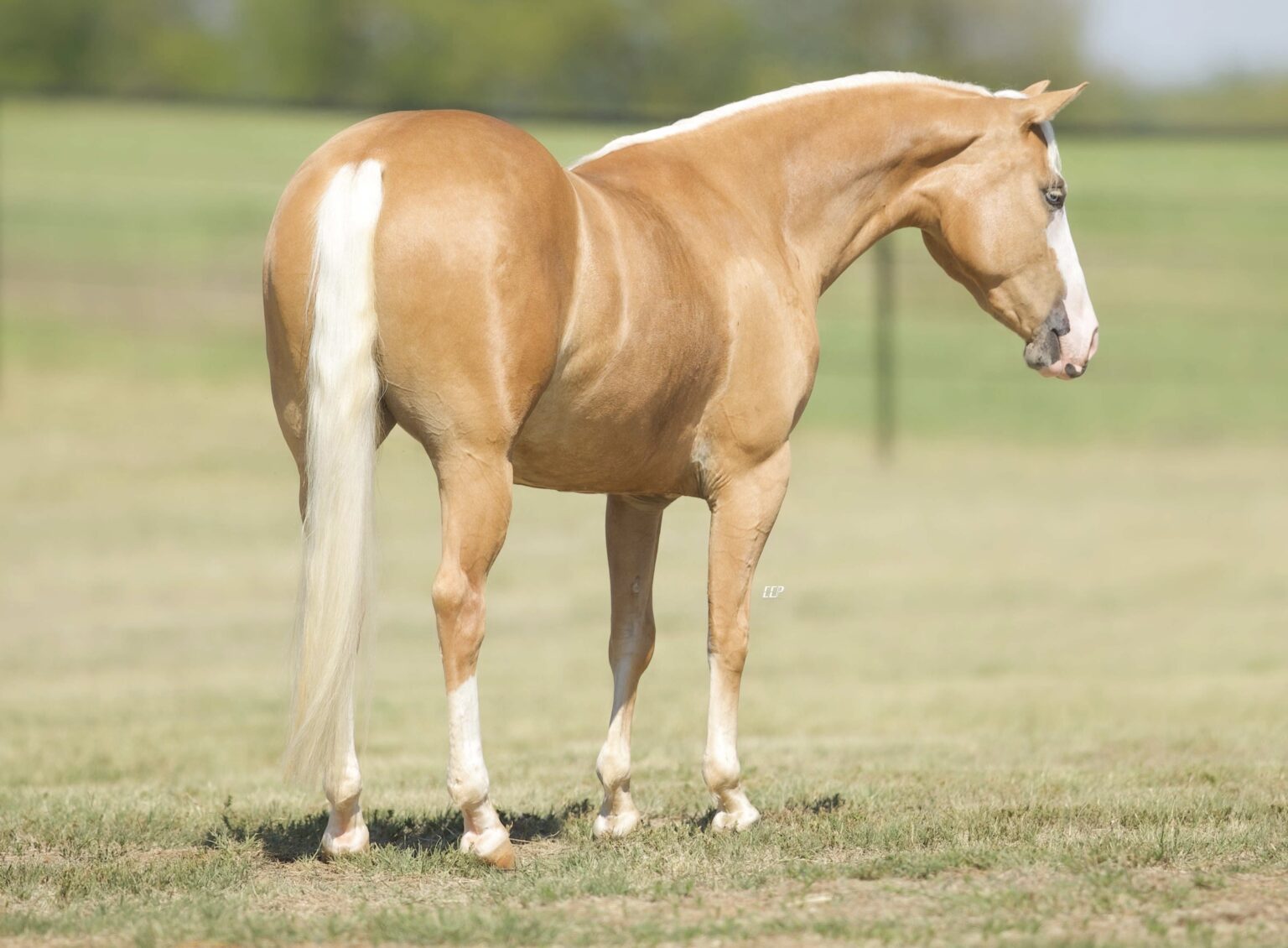 How To Buy – Platinum Horse Sales